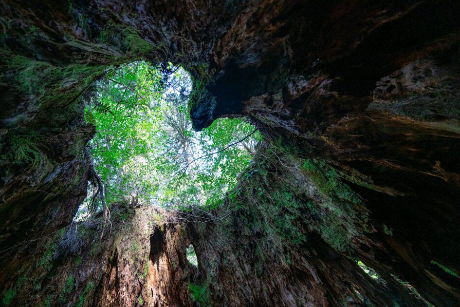 屋久島のイメージ